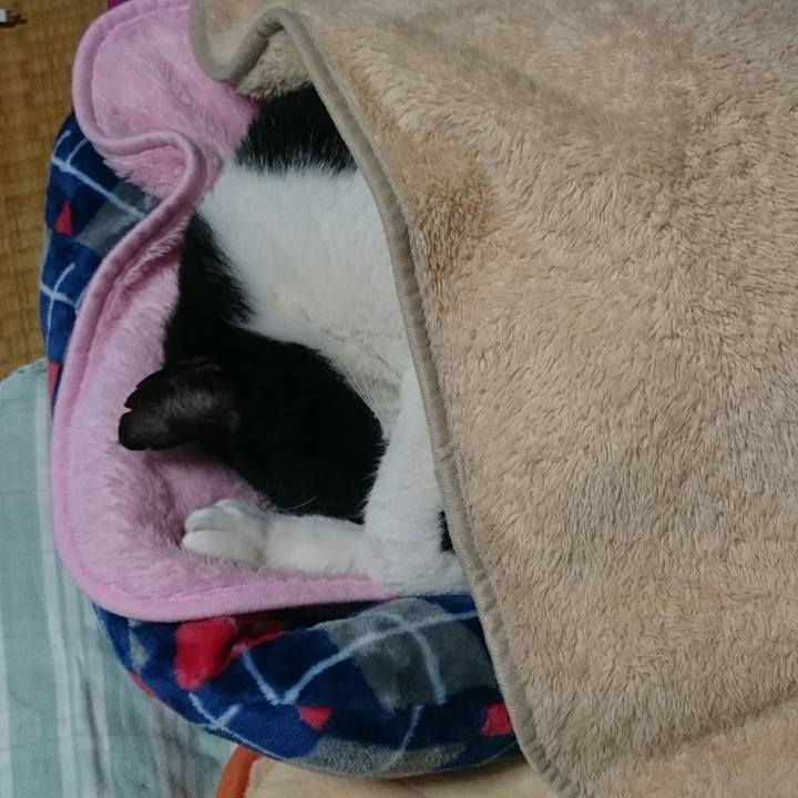 4a06d7e4 5e0f 4ba4 a60d cda6274485b2 1508065512800