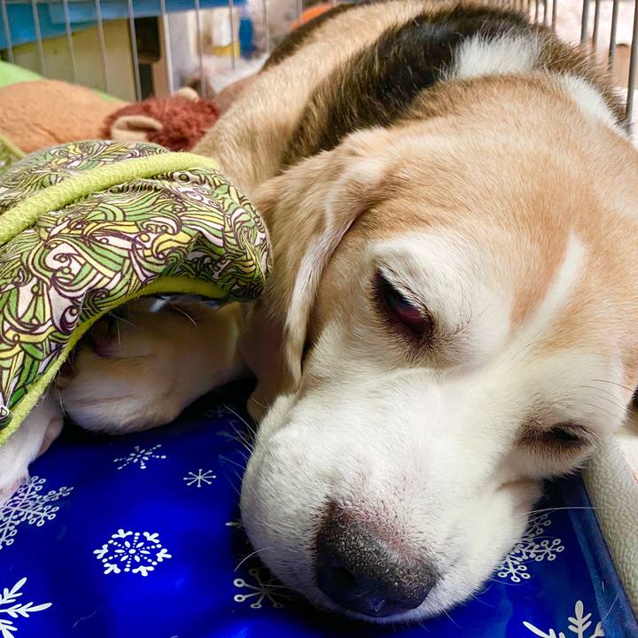 4a06db64 0d27 452f bd40 d9bca3f330e9 1597810253553