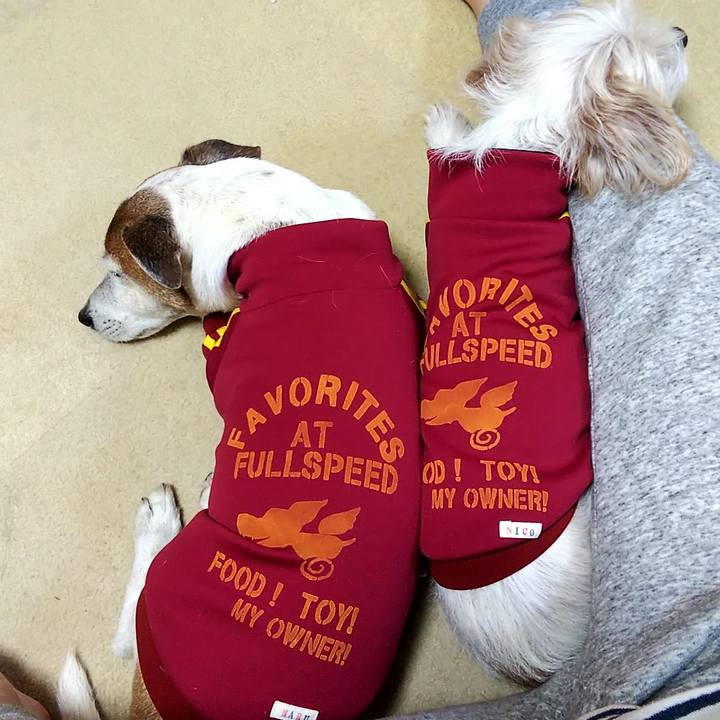 4a0a52d3 97cc 4781 9017 5ca4c349ddb0 1546428768397