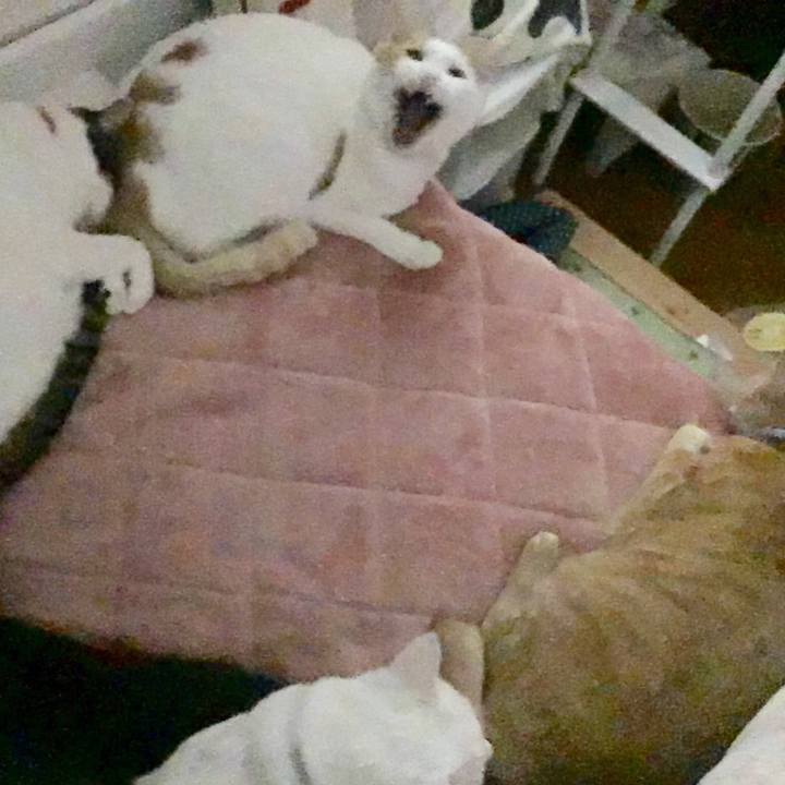 4a0b00b4 74c6 4ecc 94ba 160e4cd369dc 1508586976103