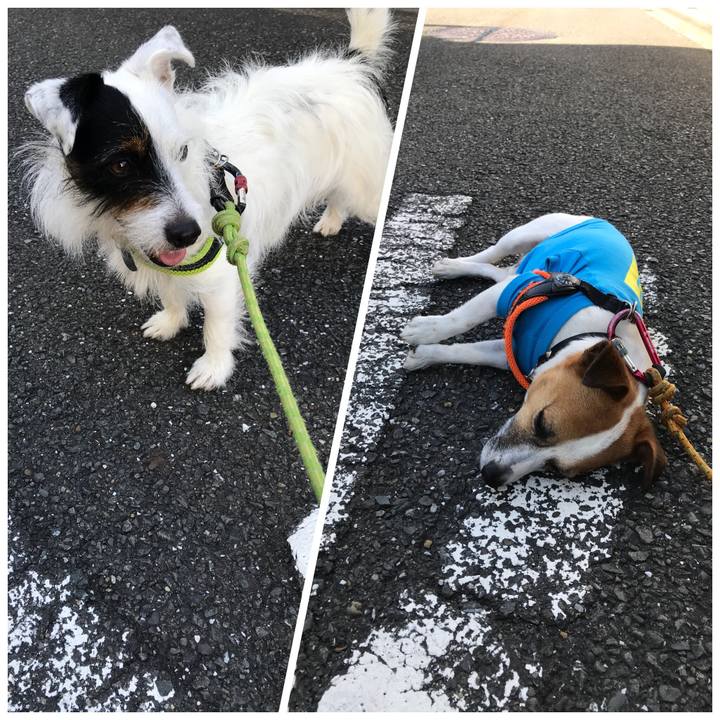 4a0bc92f 65f9 4c37 b710 0e37a478ed9d 1528071142423