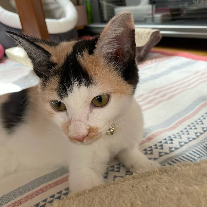 4a0c4658 1411 403e a8d9 ff1131d9704f 1665278223969