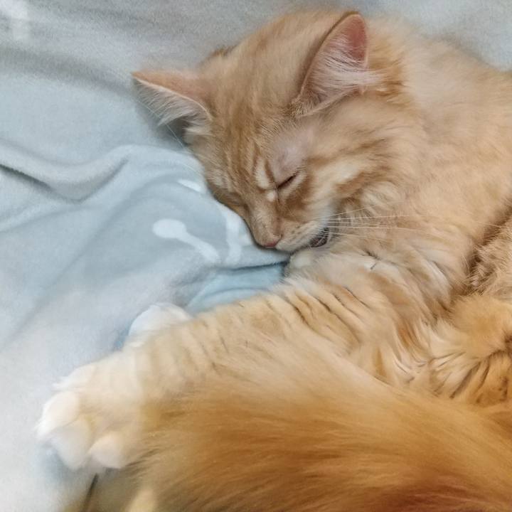 4a0d07ae 0a8a 4d29 a498 a51b9a0b686d 1639735870137