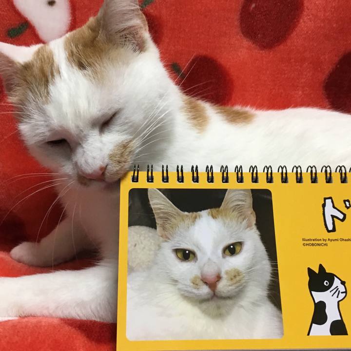 4a0eb182 b414 487d bbef 5c698ddc4d50 1511092845299