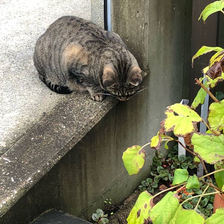 4a0ece77 6dbf 4e51 ba3d 1528da395d4f 1537238307652