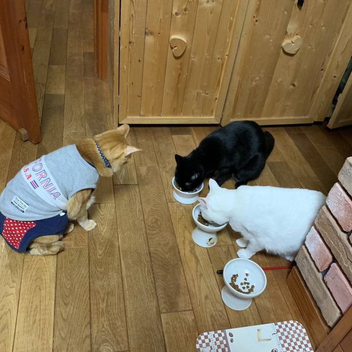 4a0f3577 aa61 4ed6 9b0e 0fe472607c1f 1619472517530