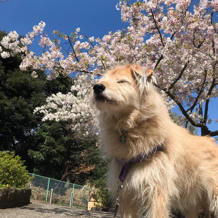 4a0fadda 46ab 4c25 940b 44a6b7ab9aea 1554169908766