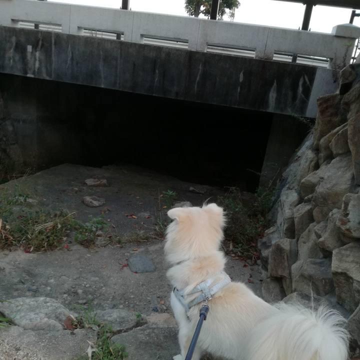 4a12a466 1e04 4ea8 b67b f94c58e89b1c 1507714503249