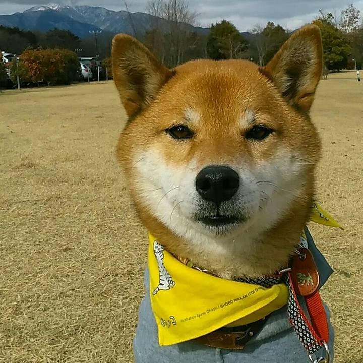 4a132d49 02e1 49c4 b549 7377c5e884b0 1547453528858