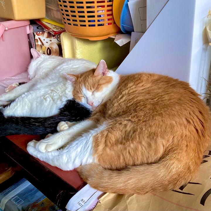 4a154ea2 b0b2 4189 8dbf a54c3501b0bc 1693015842373