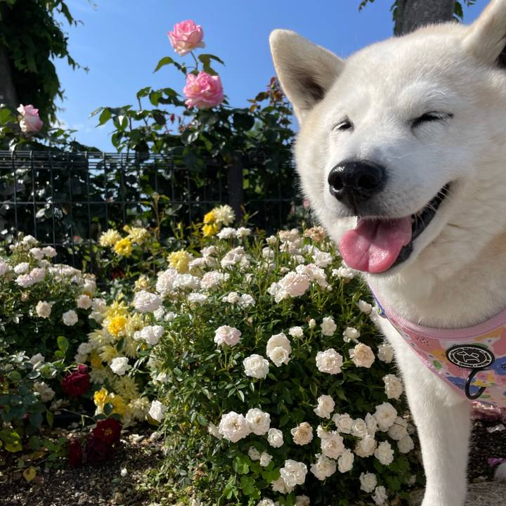 4a157930 8930 49bc bb3d 8f1e44232385 1652579029561