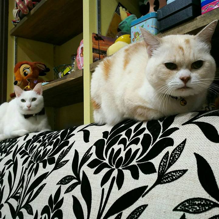 4a167d41 15fa 41ce bcd0 2f2c506ba682 1516795735967