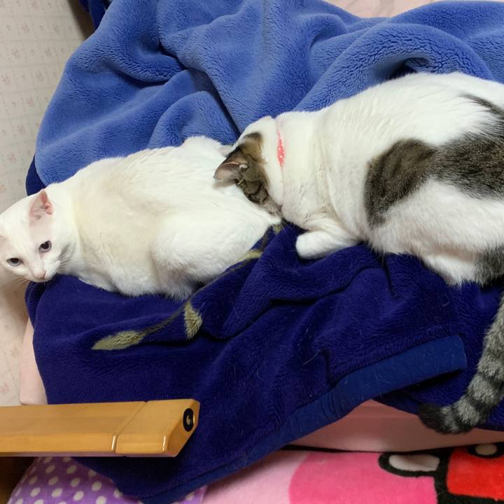 4a16a24d f0e1 4375 b24e dfc27801c1ce 1572520237346