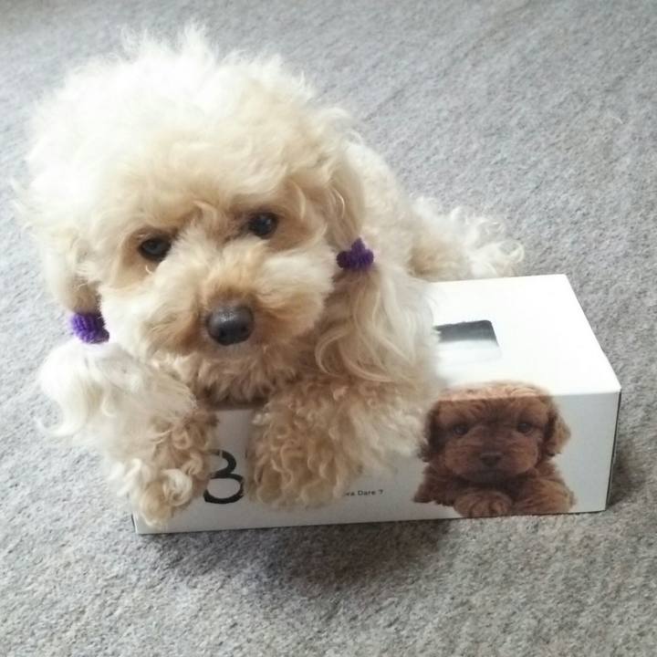 4a16b8ac 72cf 4301 af2c a585066743b7 1531550770717