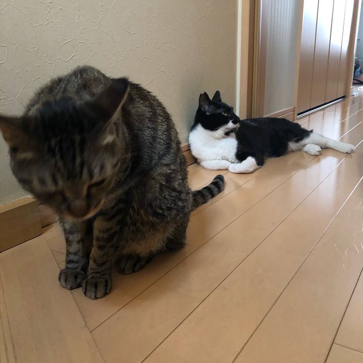 4a1ad12b c896 4d1b 99f4 82b707302ed1 1558841360189