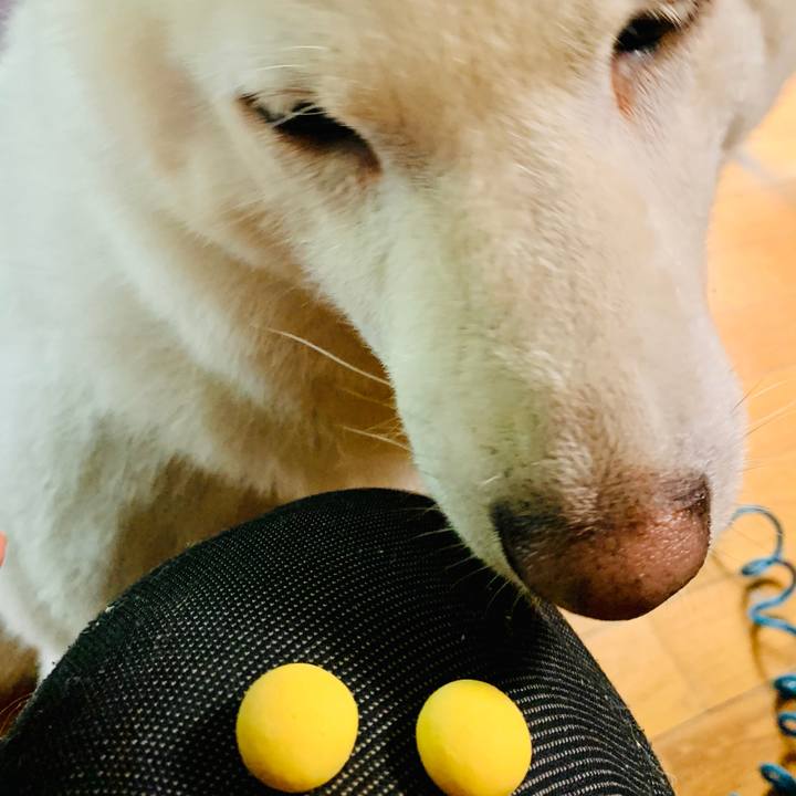 4a1bb481 6b43 4293 9c0a e79c106dfe63 1599968820031