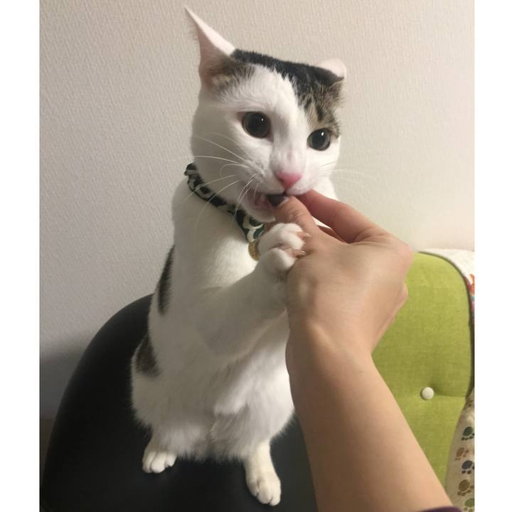 4a1e7f5a 1606 45d5 8f4d 26c12ccd6c4c 1518990253565