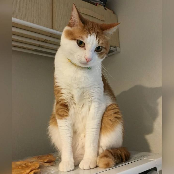 4a20a580 a889 491a b0ce 56c2e730a0eb 1526308356091