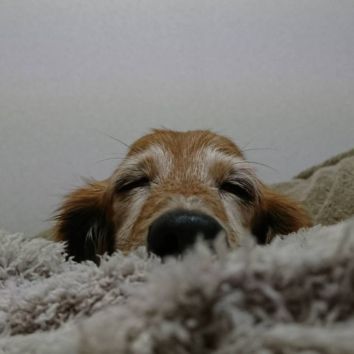 4a21f2bd f952 4393 9a85 b9c02b69d199 1513446256150