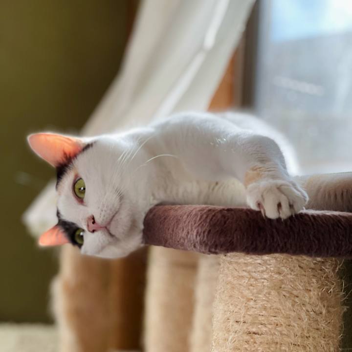 4a230723 196e 4c56 8f8c bf1894ea8596 1634442319598