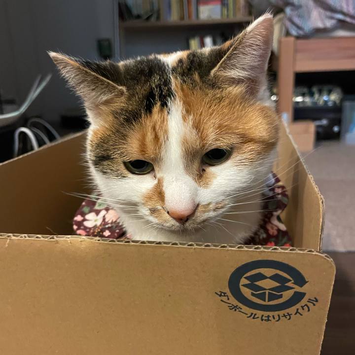 4a23b772 9841 49fa 8cb0 455eee54225e 1733404461445