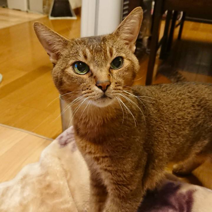 4a2611cd e9aa 479d a5f9 b15edc5db255 1764142520071