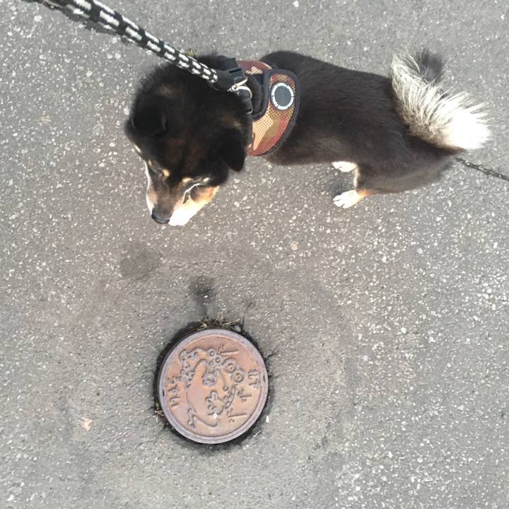 4a29372d 8ac9 4fc3 bc65 1e9bd5c7adb6 1509504514788