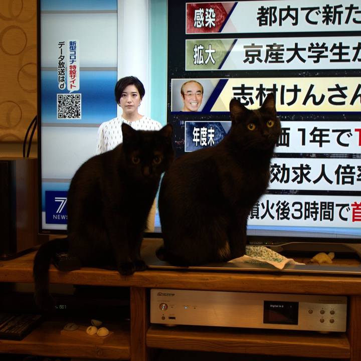 4a2940bf af20 45aa 8f90 d766c394096f 1587475066346