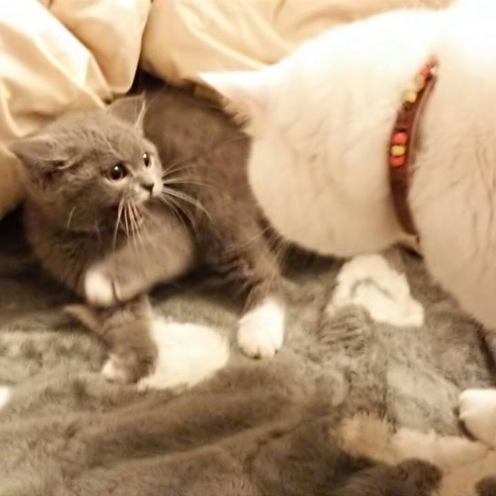 4a298011 9201 45d9 ade2 df914f9ad903 1530535668150