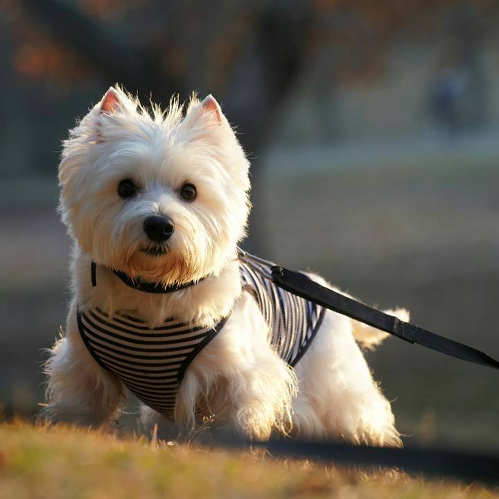 4a29b7ee c5c9 4b0b a144 c837cfce58fc 1512479500518