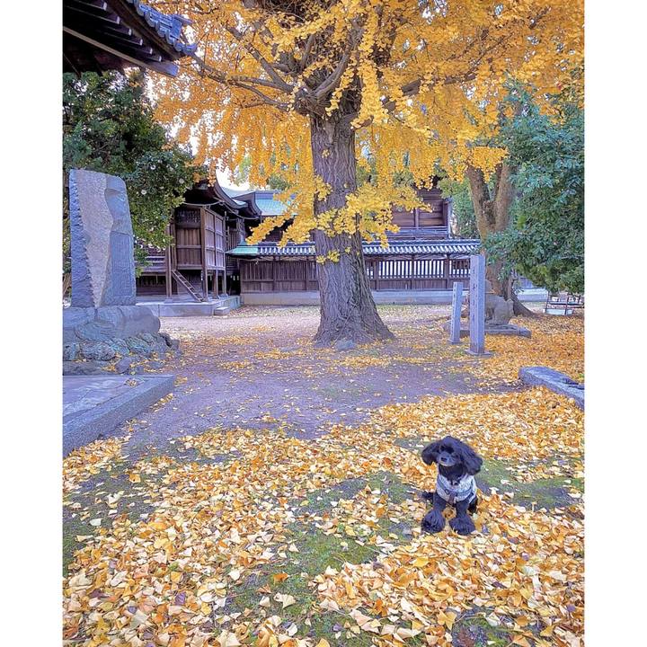 4a2b571d a715 421f af2b afc56eb75856 1671349035314