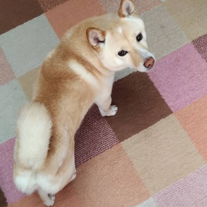 4a2c4fc2 b3a0 4e34 94c4 228e3b34320c 1588207558103