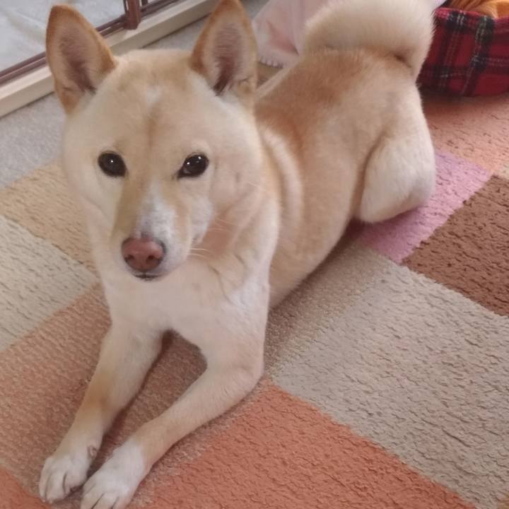 4a2de5bc fa40 4bc3 bd14 72291168baeb 1550098779010