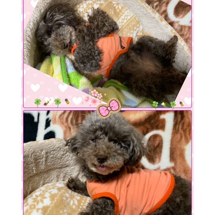 4a2e5e70 5321 4f52 900b 0ce05c9f277c 1584913789625