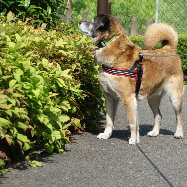 4a2e94e8 c81c 463c a185 c4f30c1d31f0 1524965335935