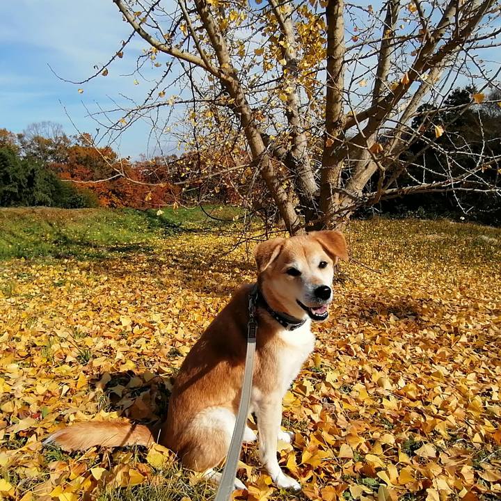 4a306576 f31c 4c68 b67f 8b7a7cb08f07 1576486114648