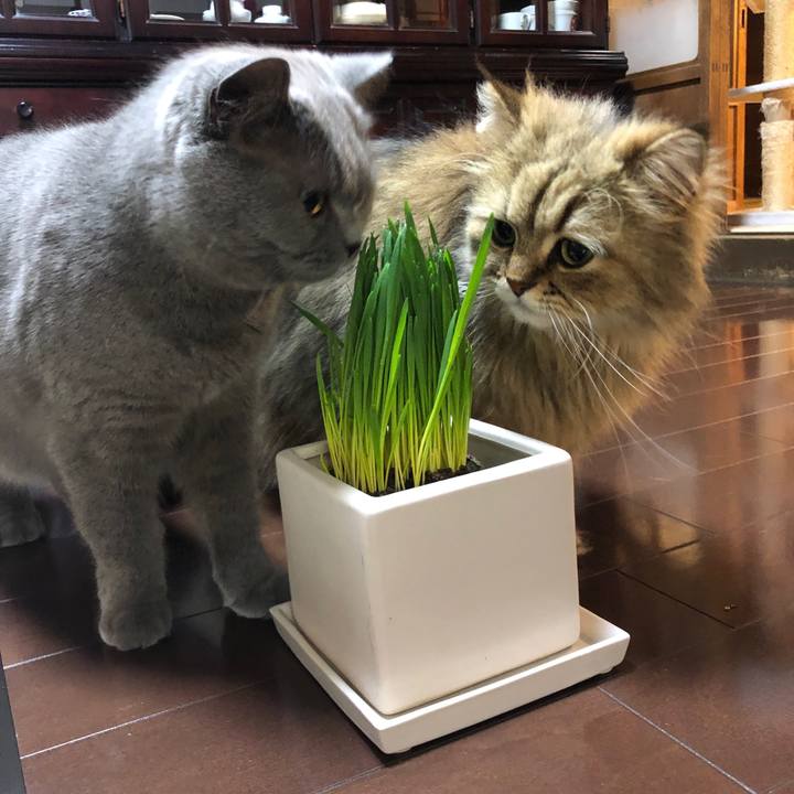 4a30bf1a fd47 4088 9127 42ee41eefe31 1557746679994