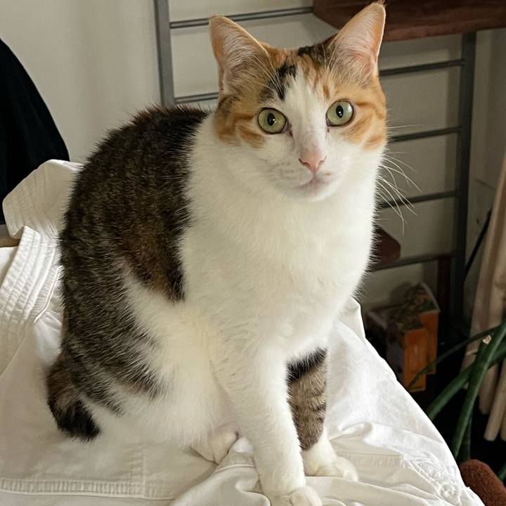 4a310d7d 2550 4f80 9222 ee17088b40f2 1766615921910