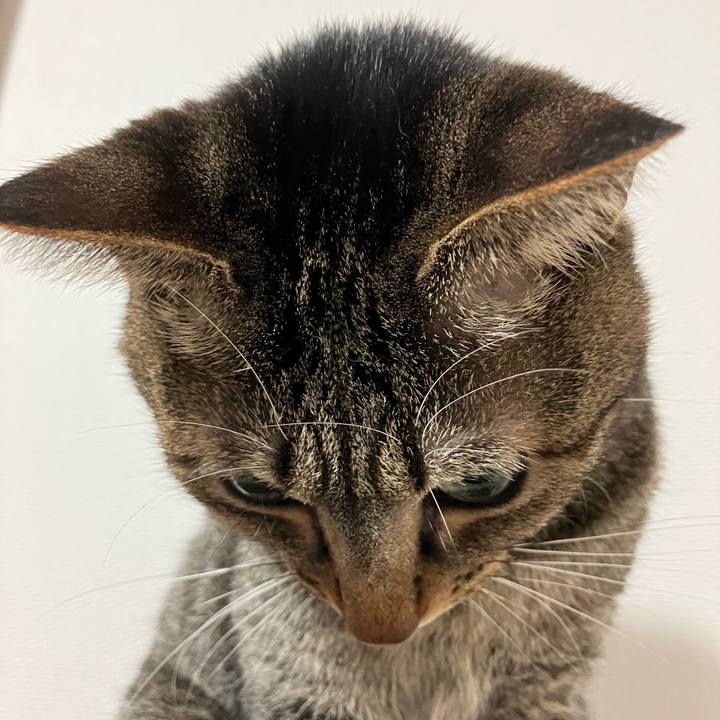 4a31c45e 4415 46fa 8b6a 7407f7a40de2 1760916332444