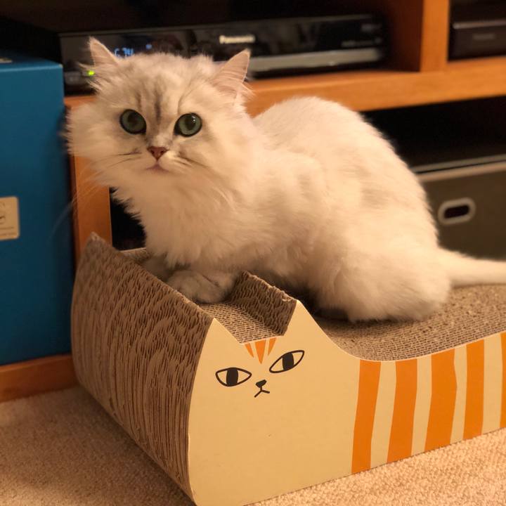 4a324151 2373 46b1 99e0 18fe6e94ce3a 1527163134400