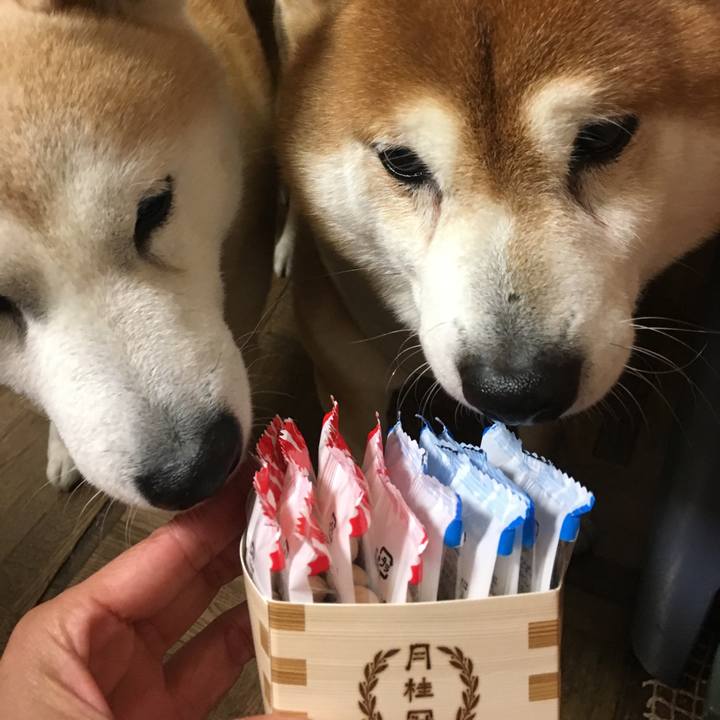 4a331cab 4666 4552 92ce 6c7f1a4857c5 1517703578369