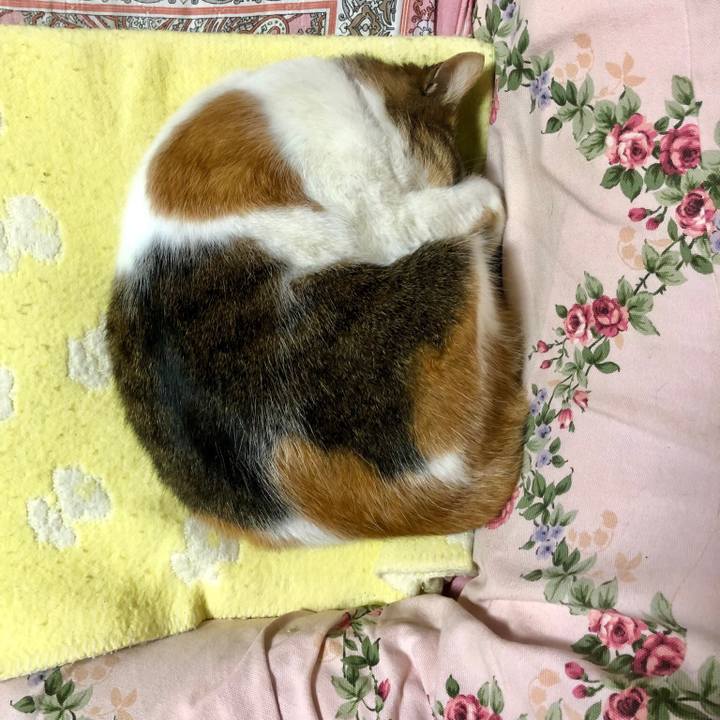 4a33eb24 9c4f 4a52 a3a4 1a25809ec1ae 1546263679807