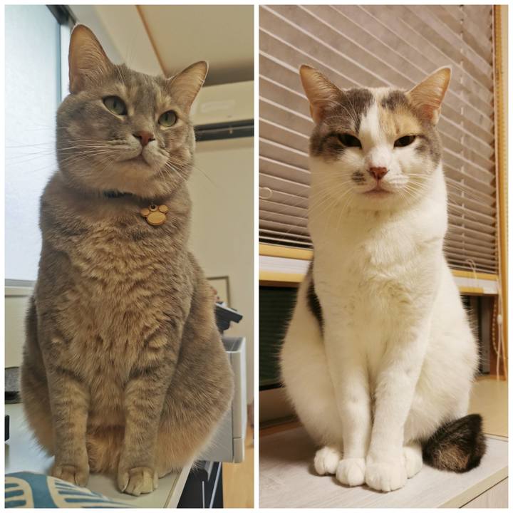 4a347a4a 7fd3 480a 98ed 38ceb8a7c3cc 1635344536081