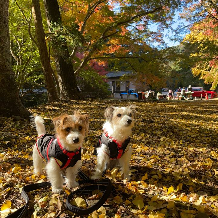 4a366c1e 32a2 49dd 93d1 8a6dbf8a80a5 1763727797834