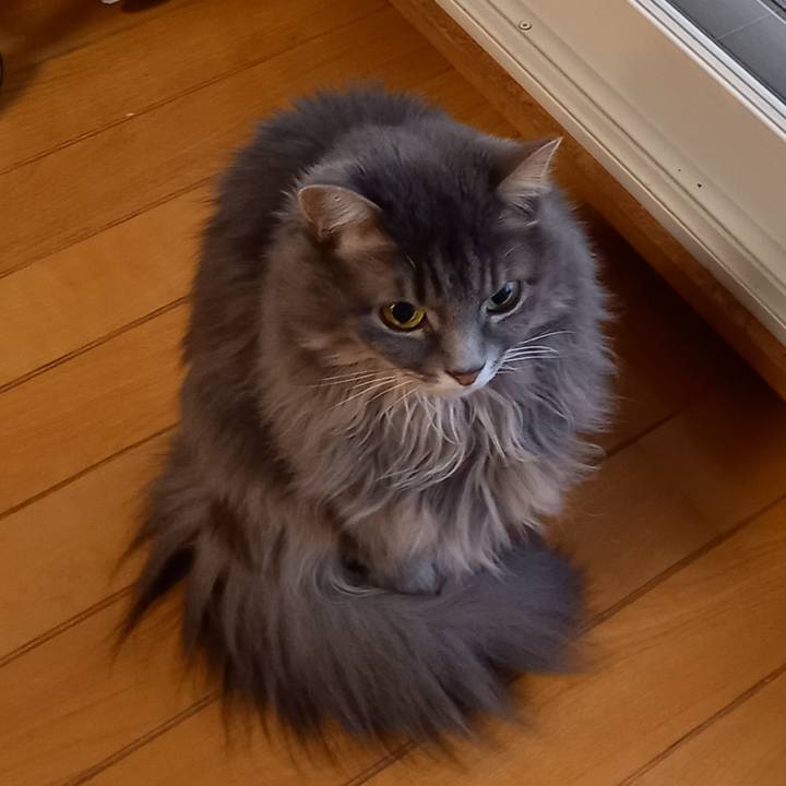 4a375121 f53a 475e b8e6 f218a891847b 1605745102757