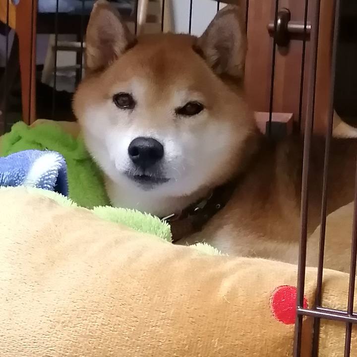 4a37a600 51df 4f38 b37f 458c1ea73461 1669045477215