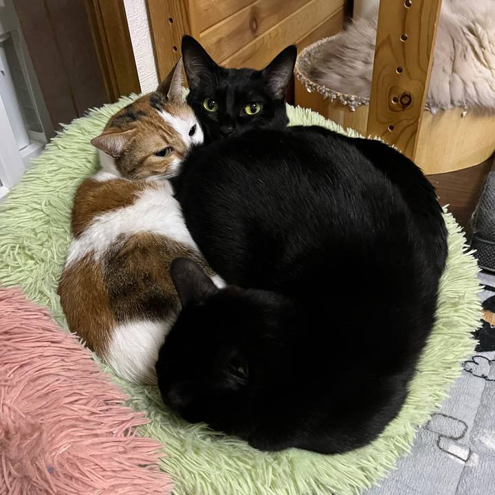 4a3966f9 a678 48e6 b8df ecd204af8a3b 1763657535501