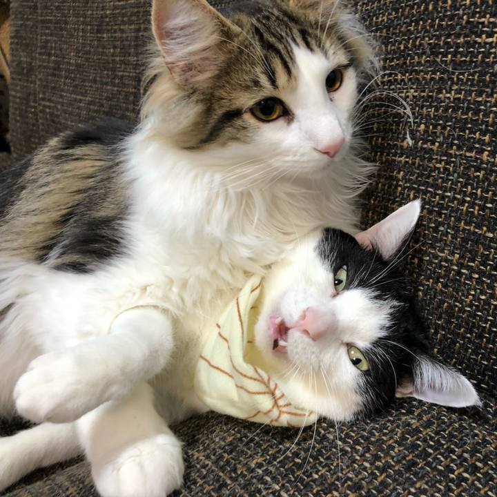 4a3b0ca5 77e4 4892 9bbd aafcade687d1 1519367157199