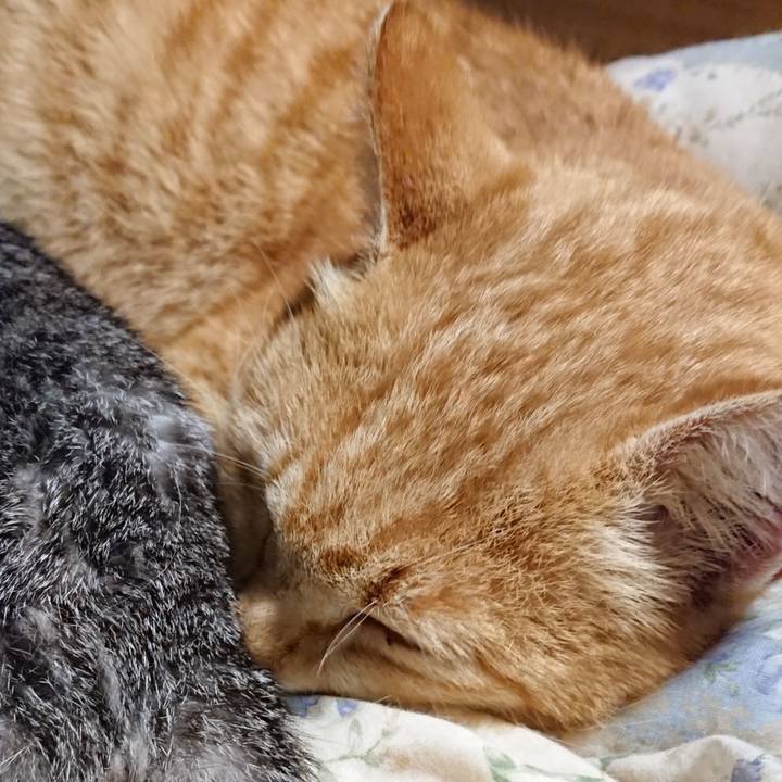 4a3bfee9 6951 4245 b520 0e3236cc6cfd 1583667381173