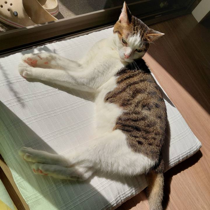 4a3c5696 7b73 420a 9f18 1241d1bc452f 1760749548062